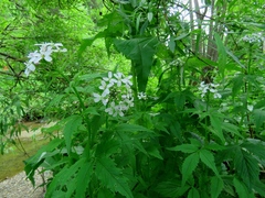 Cardamine macrophylla