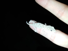 Tarentola mauritanica