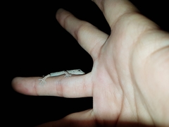 Tarentola mauritanica