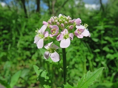 Cardamine macrophylla
