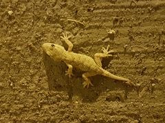 Tarentola mauritanica