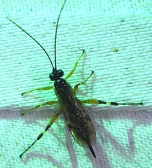 Itoplectis