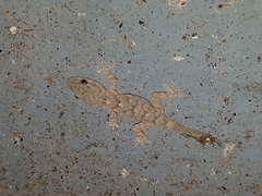 Tarentola mauritanica