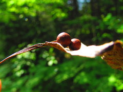 Harmandiola