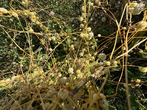 Image of Cuscuta approximata by no rights reserved