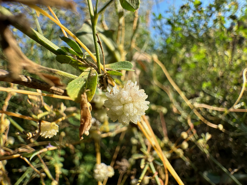 Image of Cuscuta approximata by no rights reserved