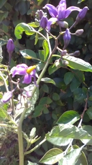 Solanum dulcamara