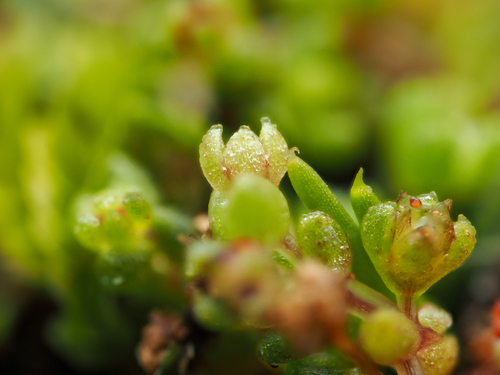 Crassula manaia