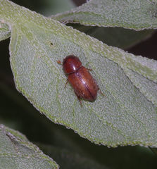 Aphodius