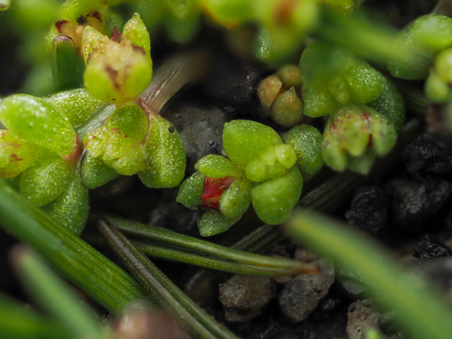 Crassula manaia