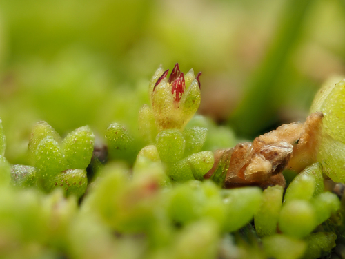 Crassula manaia