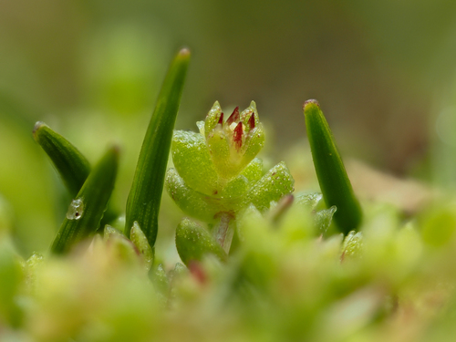 Crassula manaia