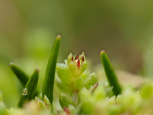 Crassula manaia
