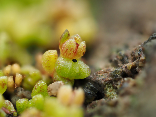 Crassula manaia