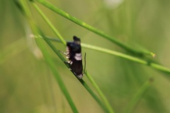 Grapholita compositella