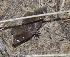 Pholisora