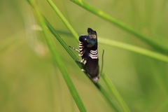 Grapholita compositella