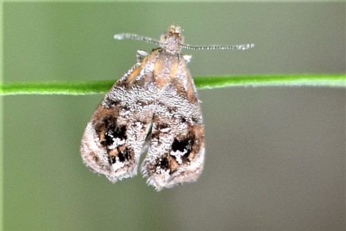 Choreutidae image