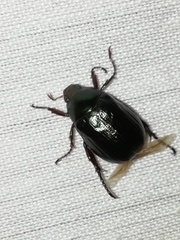 Paranomala cincta