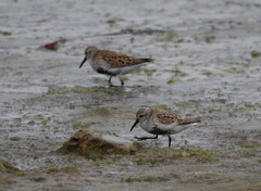 Calidris alpina