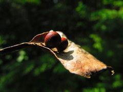 Harmandiola