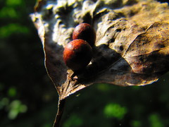 Harmandiola