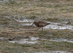 Calidris ferruginea