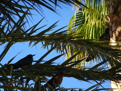 Quiscalus mexicanus