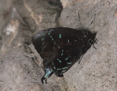 Denivia theocritus