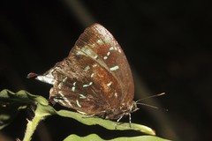 Denivia theocritus
