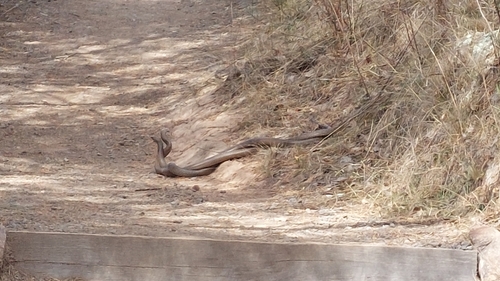 Eastern Brown Snake sighting