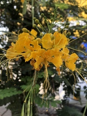 Caesalpinia pulcherrima flava