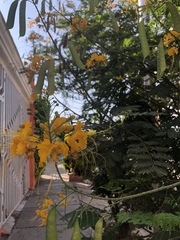 Caesalpinia pulcherrima flava