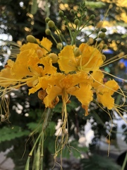 Caesalpinia pulcherrima flava