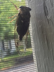 Neotibicen pruinosus