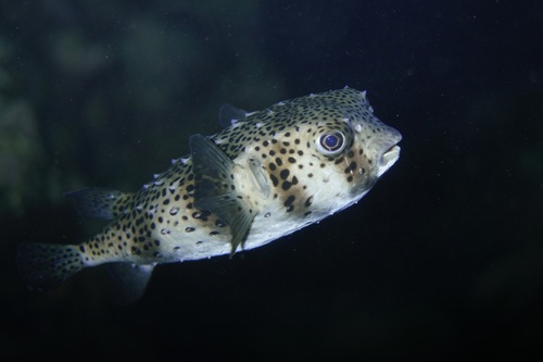 Spotfin Burrfish