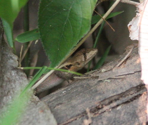 Stenocercus caducus