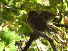 Passer domesticus