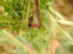 Oedemera simplex