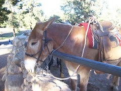 Equus asinus × caballus