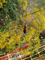Rhynocoris punctiventris