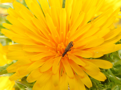 Oedemera barbara