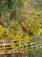 Rhynocoris punctiventris