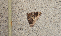Eulithis xylina