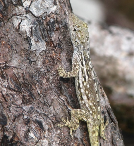 Anolis charlesmyersi