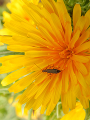 Oedemera barbara