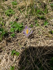 Crocus