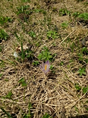 Crocus