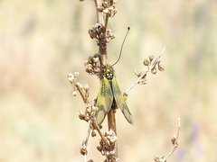 Libelloides longicornis