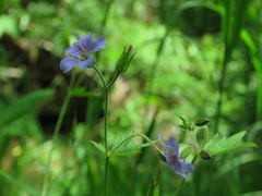 Geranium pseudosibiricum